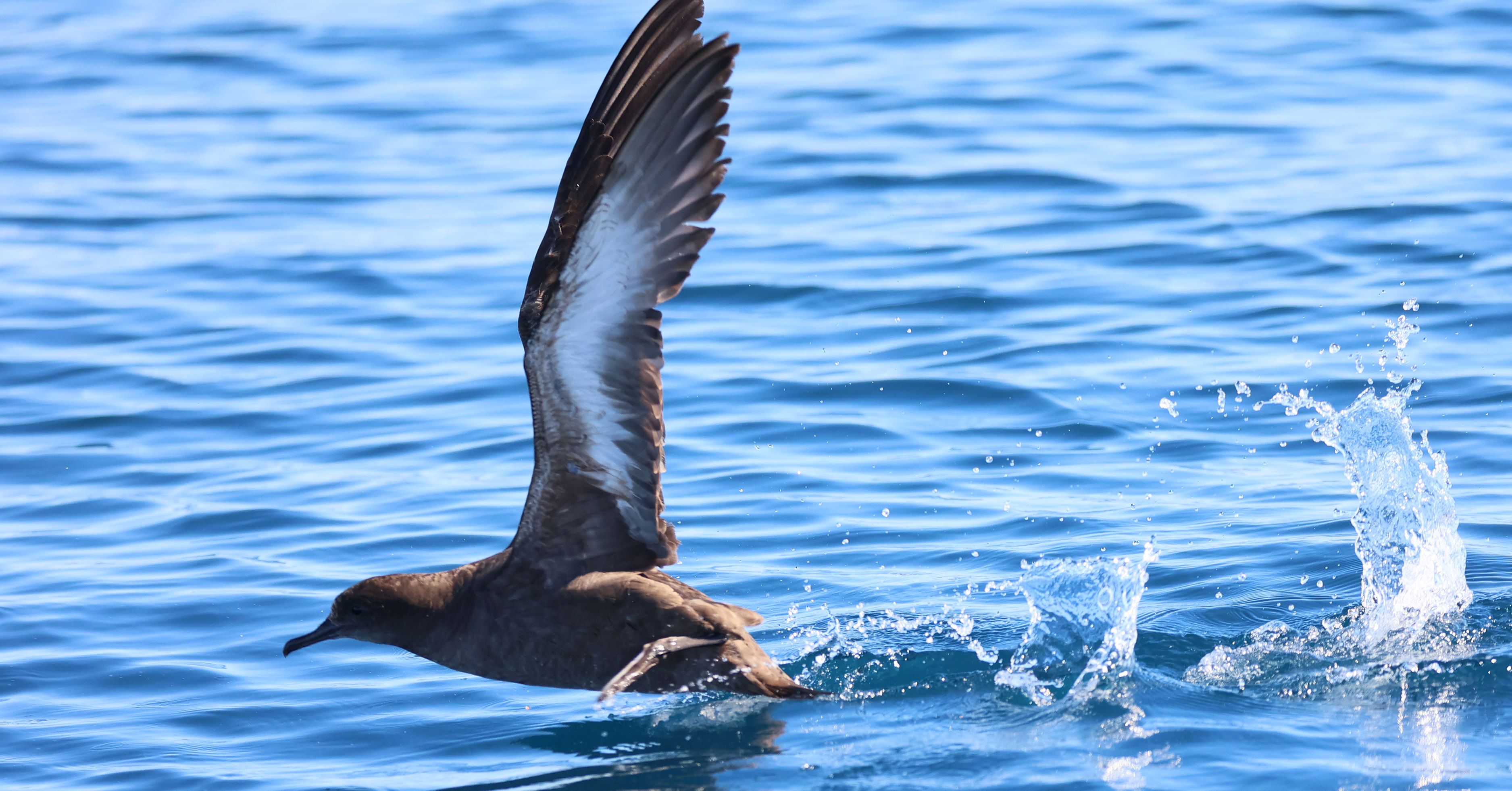 Top Birdwatching Sites in the Algarve.jpg